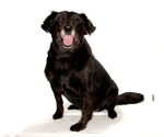 Small #3 Border Collie Mix