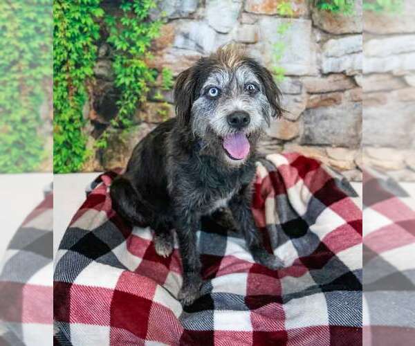 Medium Photo #6 Mutt Puppy For Sale in Kennesaw, GA, USA