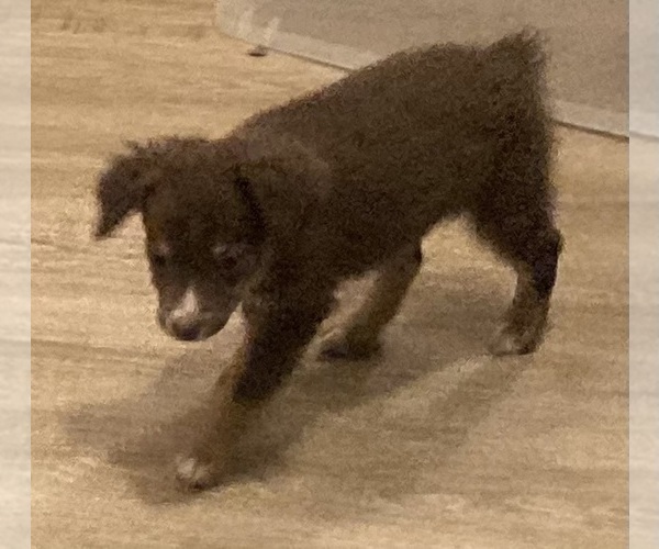 Medium Photo #14 Miniature Australian Shepherd Puppy For Sale in FORT MORGAN, CO, USA