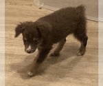 Small #13 Miniature Australian Shepherd