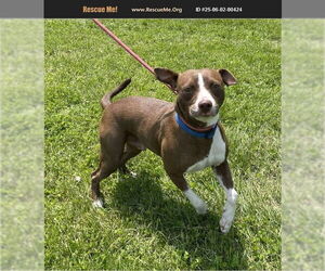 American Pit Bull Terrier Dogs for adoption in Benton, PA, USA