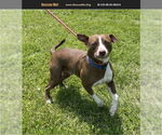 Small American Pit Bull Terrier