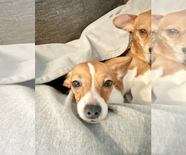 Medium Photo #3 Jack Chi Puppy For Sale in Spring Lake, NC, USA