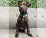 Small #1 Mutt