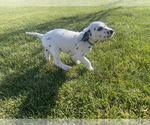 Small Photo #49 Dalmatian Puppy For Sale in AMARILLO, TX, USA