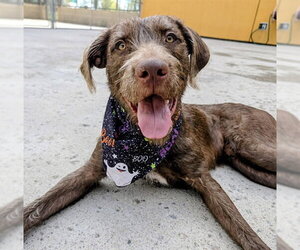 Mutt Dogs for adoption in Denver, CO, USA