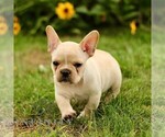Small #4 French Bulldog