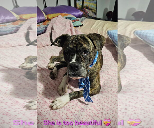 Medium Photo #3 Boxer-Unknown Mix Puppy For Sale in Dumont, NJ, USA