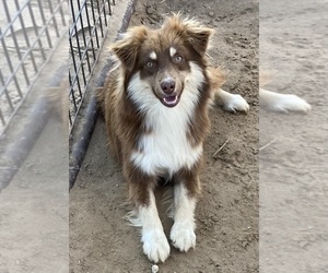 Father of the Miniature Australian Shepherd puppies born on 08/05/2025