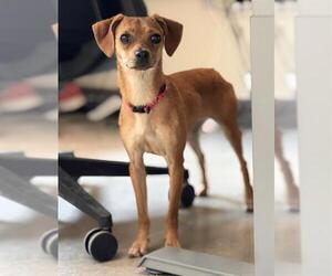 Chihuahua Dogs for adoption in Waterford, VA, USA