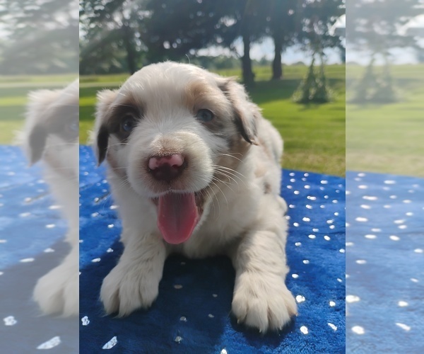 Medium Photo #3 Miniature American Shepherd Puppy For Sale in MONTGOMERY CITY, MO, USA