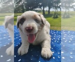 Small #2 Miniature American Shepherd