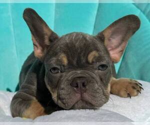 French Bulldog Puppy for sale in RENTON, WA, USA