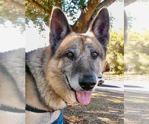 German Shepherd Dog Dogs for adoption in Santa Barbara, CA, USA