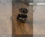 Small Photo #1 Yorkshire Terrier Puppy For Sale in FORT GIBSON, OK, USA