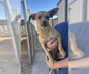 Chihuahua-Unknown Mix Dogs for adoption in Cranston, RI, USA