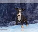 Small #6 American Pit Bull Terrier Mix
