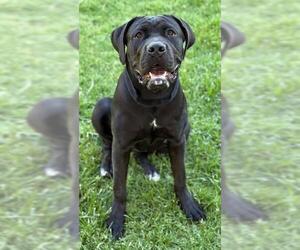 Mutt Dogs for adoption in Riverside, CA, USA