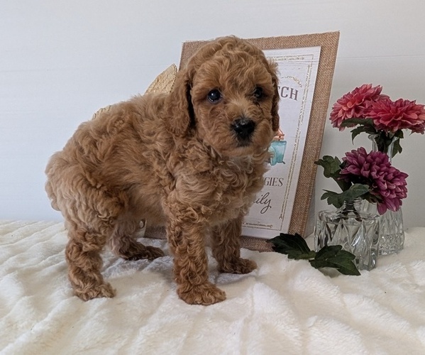 Medium Photo #5 Poodle (Miniature) Puppy For Sale in GOSHEN, IN, USA