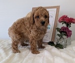 Small #4 Poodle (Miniature)