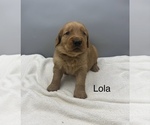 Small #2 Golden Retriever