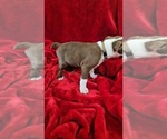 Small #3 Boston Terrier