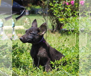 Zane 10/12wks Neuter Contract Required $425 - Male German Shepherd Dog Dog for Adoption - Photo #2