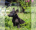 Small #1 German Shepherd Dog