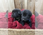 Small Photo #5 Labrador Retriever Puppy For Sale in AIKEN, SC, USA