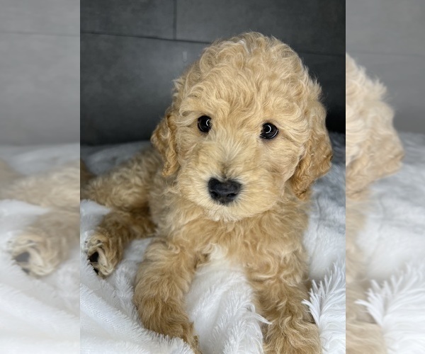 Medium Photo #1 Goldendoodle-Poodle (Miniature) Mix Puppy For Sale in NAPLES, FL, USA