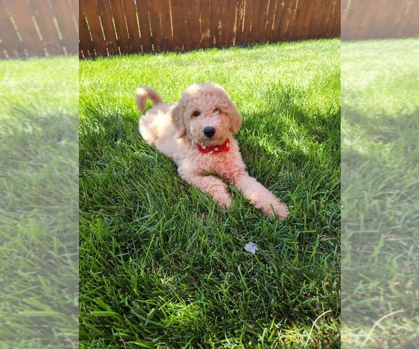 Medium Photo #4 Goldendoodle (Miniature) Puppy For Sale in GREELEY, CO, USA