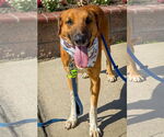 Small #12 Labrador Retriever Mix