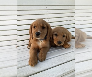 English Cream Golden Retriever Puppy for sale in FLAT ROCK, IN, USA