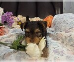 Small Photo #17 Yorkshire Terrier Puppy For Sale in RHOADESVILLE, VA, USA