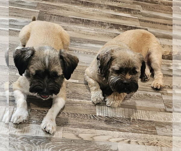 Medium Photo #3 Shiranian Puppy For Sale in Oakhurst, NJ, USA
