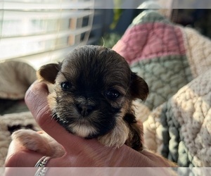 Mal-Shi Puppy for sale in GAFFNEY, SC, USA