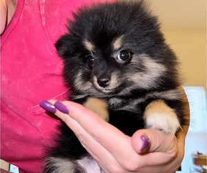 Pomeranian Puppy for sale in ALBUQUERQUE, NM, USA