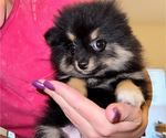 Small Pomeranian