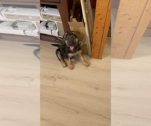 German Shepherd Dog Puppy for sale in KAUKAUNA, WI, USA