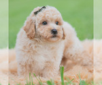 Small #1 Maltipoo (Miniature)