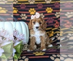 Small Photo #3 Cavapoo Puppy For Sale in LEOLA, PA, USA