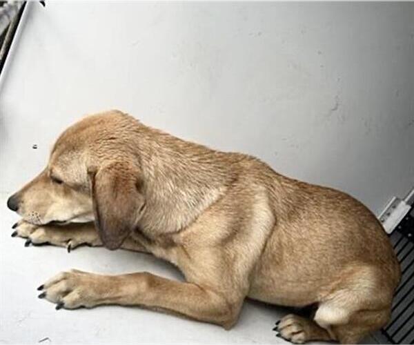 Medium Photo #2 Labrador Retriever-Unknown Mix Puppy For Sale in Houston, TX, USA