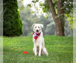 Small #8 Great Pyrenees Mix