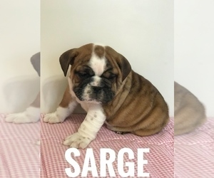English Bulldog Puppy for sale in BOWLING GREEN, KY, USA