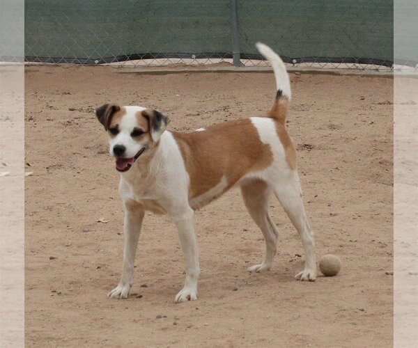 Medium Photo #6 Mutt Puppy For Sale in Apple Valley, CA, USA