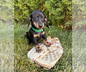 Golden Retriever Puppy for sale in MIDDLEBURY, IN, USA