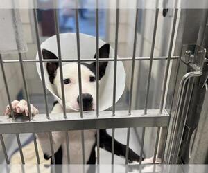 American Staffordshire Terrier-Unknown Mix Dogs for adoption in Grand Prairie, TX, USA