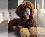 Small Photo #1 Poodle (Miniature) Puppy For Sale in ORLANDO, FL, USA