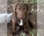Small Labrador Retriever Mix