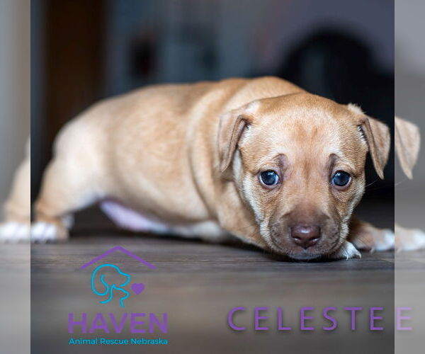 Medium Photo #1 Dachshund-Unknown Mix Puppy For Sale in Omaha, NE, USA